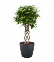 Фикус Бенжамина Экзотика цилиндр в кашпо Lechuza Classico Color 43