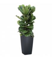 Фикус Лирата 3 ствола в кашпо Lechuza Cubico Color 40