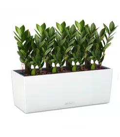 Замиакулькасы в кашпо Lechuza Balconera Color 50