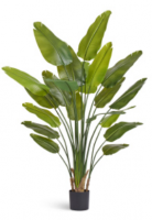 Стрелиция New Style (Sensitive Botanic)