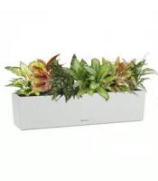 Композиция из аглаонем-микс 2 в кашпо Lechuza Balconera Stone 80