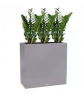 Композиция из замиакулькасов в кашпо Lechuza CANTO Stone 80 wide