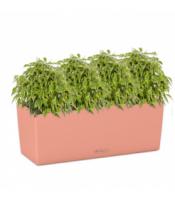 Фикусы Бенжамина Кинки в кашпо Lechuza Balconera Color 50