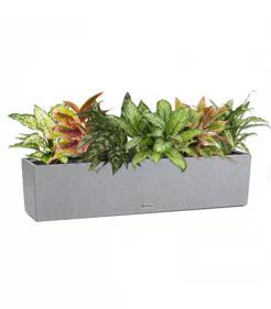 Композиция из аглаонем-микс 2 в кашпо Lechuza Balconera Stone 80