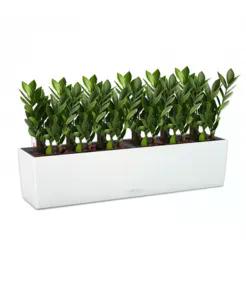 Замиакулькасы в кашпо Lechuza Balconera Color 80