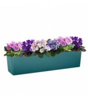 Композиция из фиалок в кашпо Lechuza Balconera Color 80